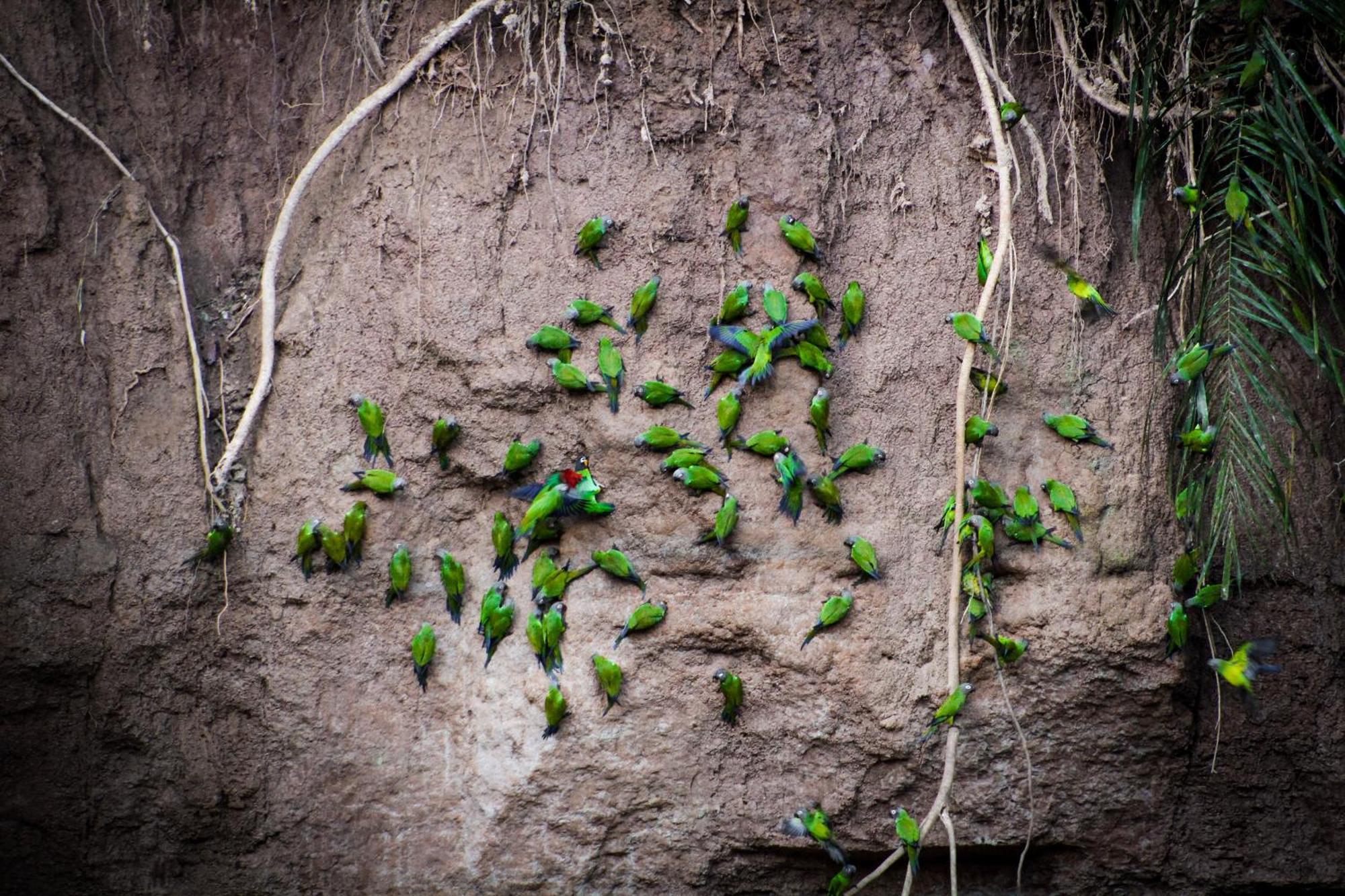 Corto Maltes Amazonia Lodge ปูแอร์โต มัลโดนาโด ภายนอก รูปภาพ
