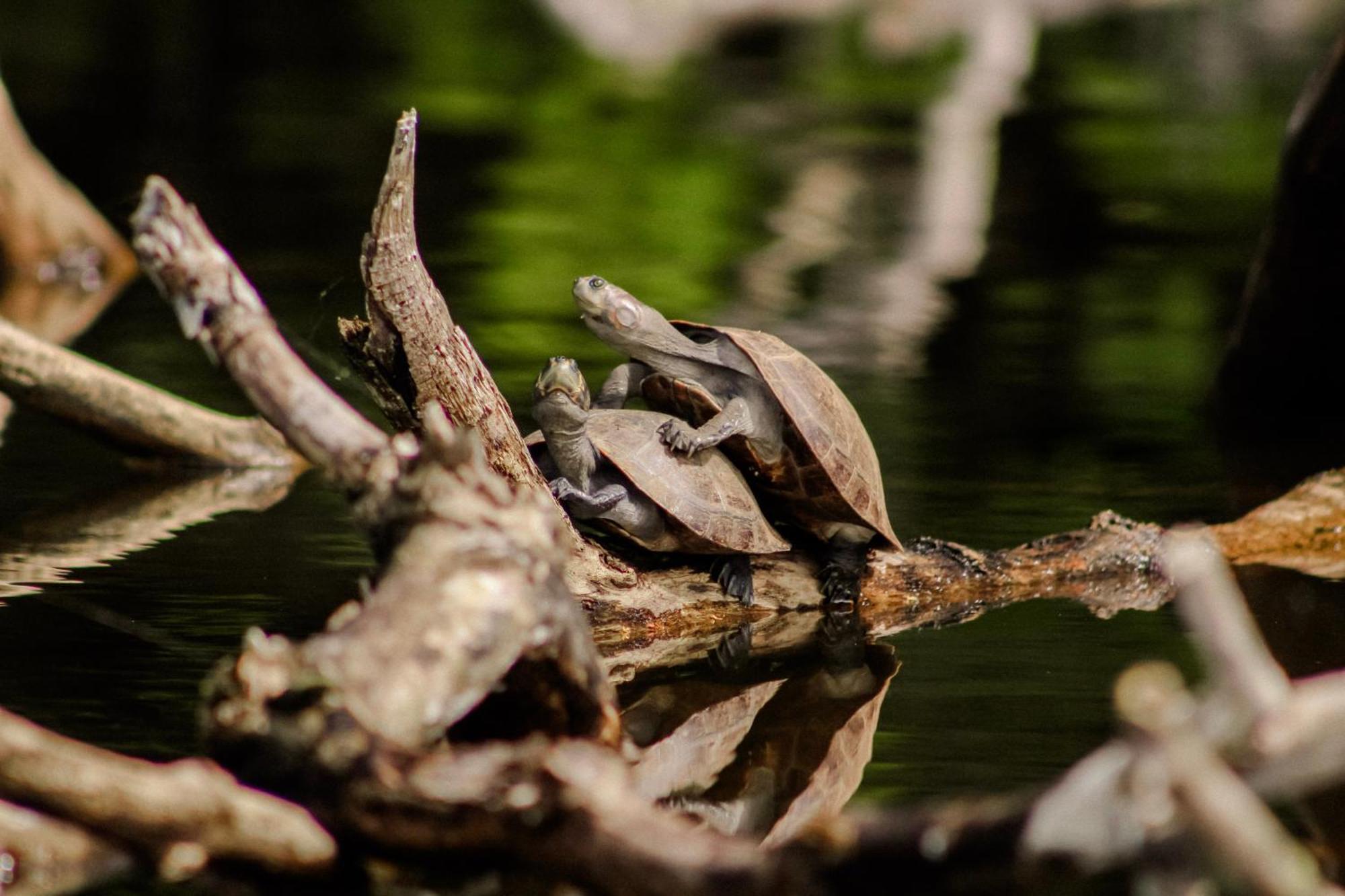 Corto Maltes Amazonia Lodge ปูแอร์โต มัลโดนาโด ภายนอก รูปภาพ