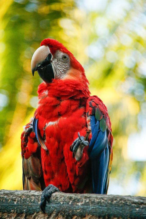 Corto Maltes Amazonia Lodge ปูแอร์โต มัลโดนาโด ภายนอก รูปภาพ